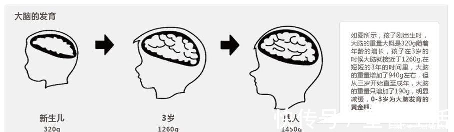 智力|孩子脑袋大就聪明?影响孩子智力的其实是这3样,家长别被骗了