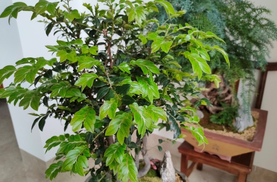 土壤|养花最“坑人”的妙招，老花匠都不敢用，养花新手一定别尝试