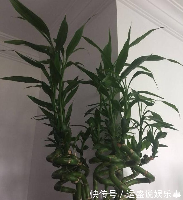 4种“转运”花,能为家人带来好运,寓意大富大贵,新年健健康康