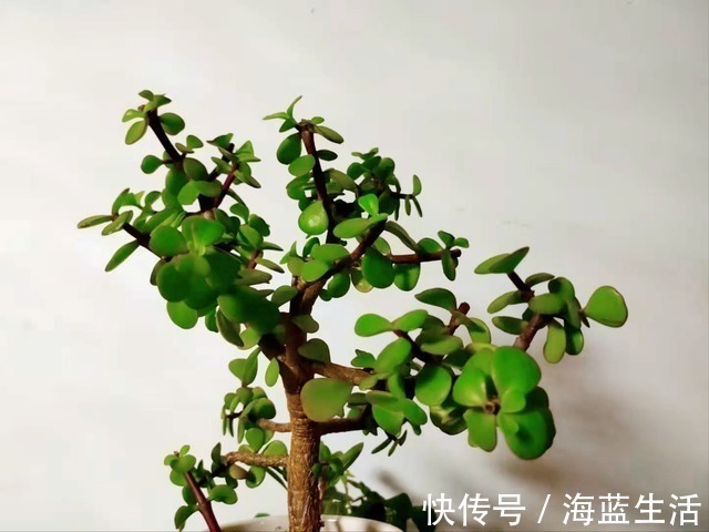 花盆|盆栽金枝玉叶,学会5个养护小技巧,枝叶茂盛,2年长成小“老桩”