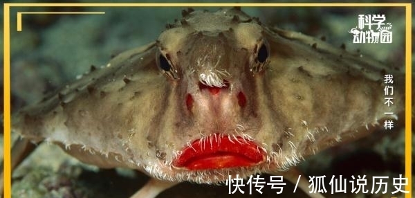 你见过没有翅膀的鸟、长四条腿的鱼吗？