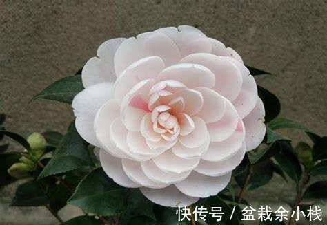 空气|养花试试这几款,叶片美观,放在室内还能吸附空气中的灰尘