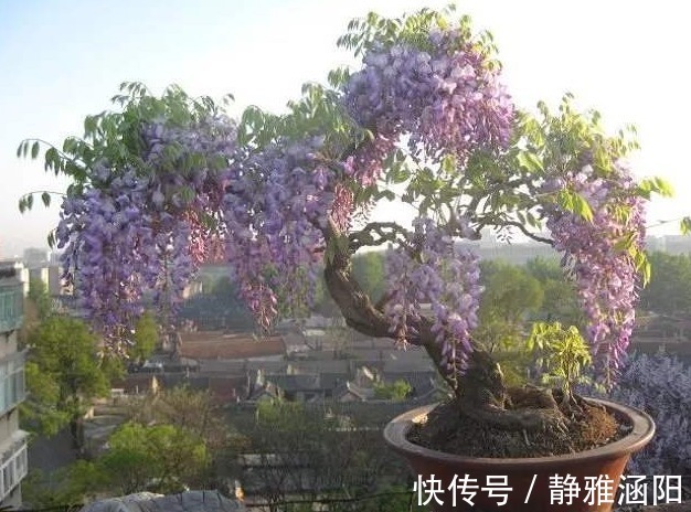 绣球花|有“3种花”，养在阳光下面，才能长得枝繁叶茂，夏季再晒也不怕