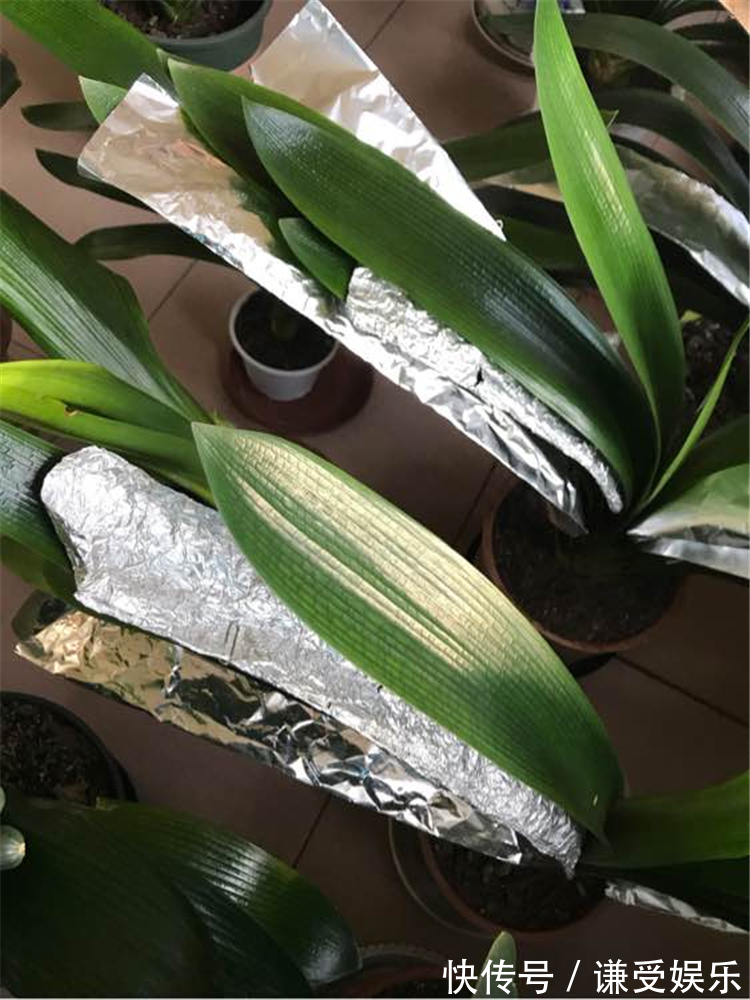 君子兰长“歪”叶,赶紧做2动作,叶片油绿肥厚,整齐排成一条线