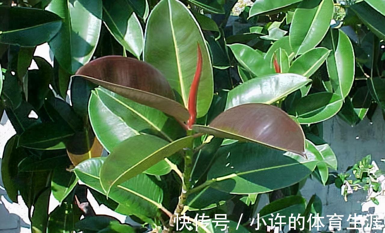 4种懒人专用盆栽，爱咋养就咋养，省时省心，就是死不了