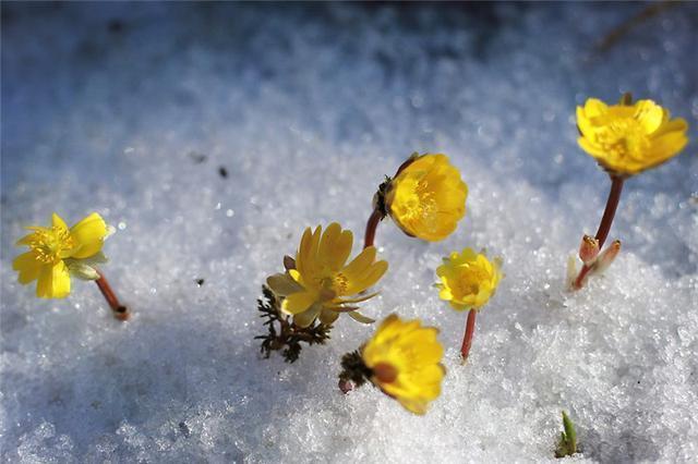 世界|世界上有一种花美如精灵，盛开在雪地里，雪一融化它就凋谢