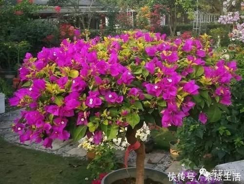 三角梅|两种“促花水”，给三角梅、蟹爪兰用一勺，开花爆盆，又美又仙