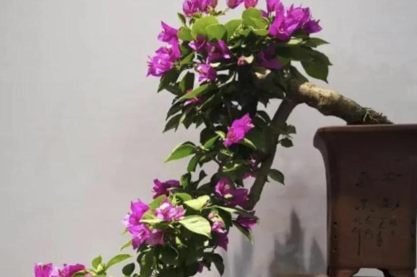 三角梅有6怕,做错了光长叶子不开花,避开了花开满枝