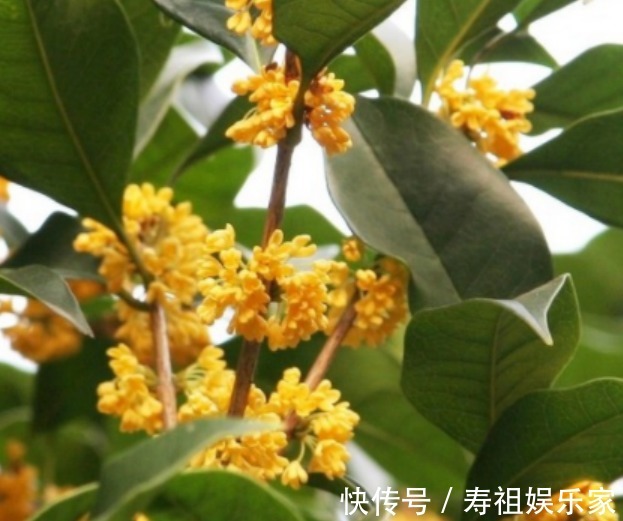 这么养桂花,阳台一小盆就开出大片金黄,香气十里外都能闻到!
