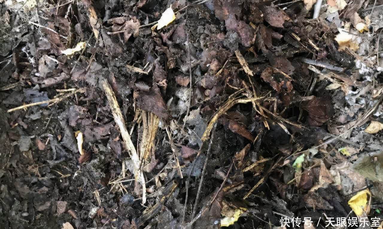 养花用了哪些土壤要早点换掉,旧土该怎么处理好?