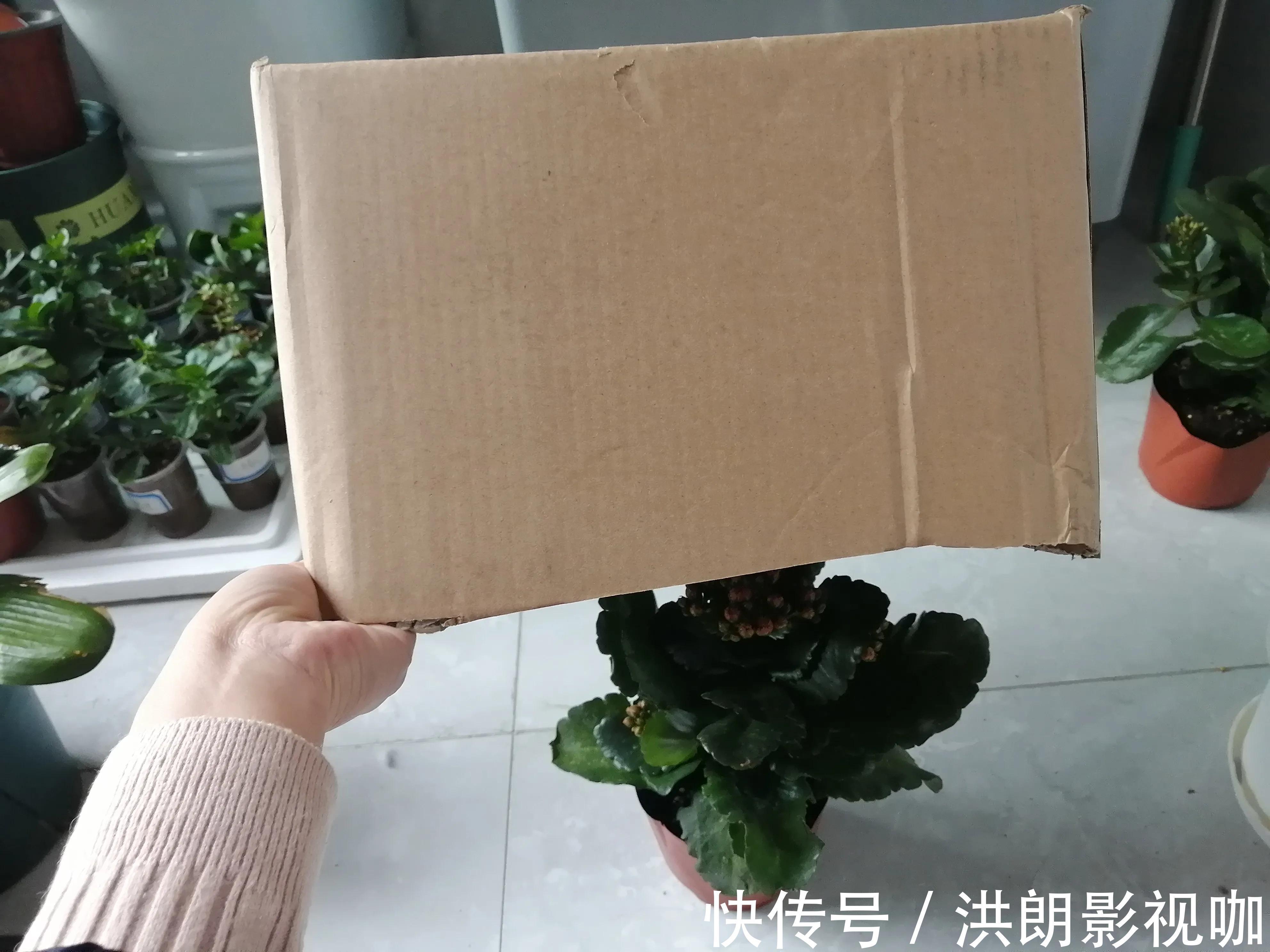 花友们|长寿花“装菜”不打花苞注意这“三点”,花苞呼呼冒花儿满枝头