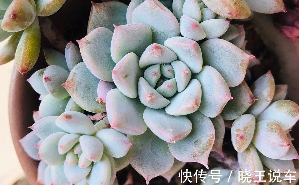 冬天多肉也难养,做到三多三少,状态不减也美艳