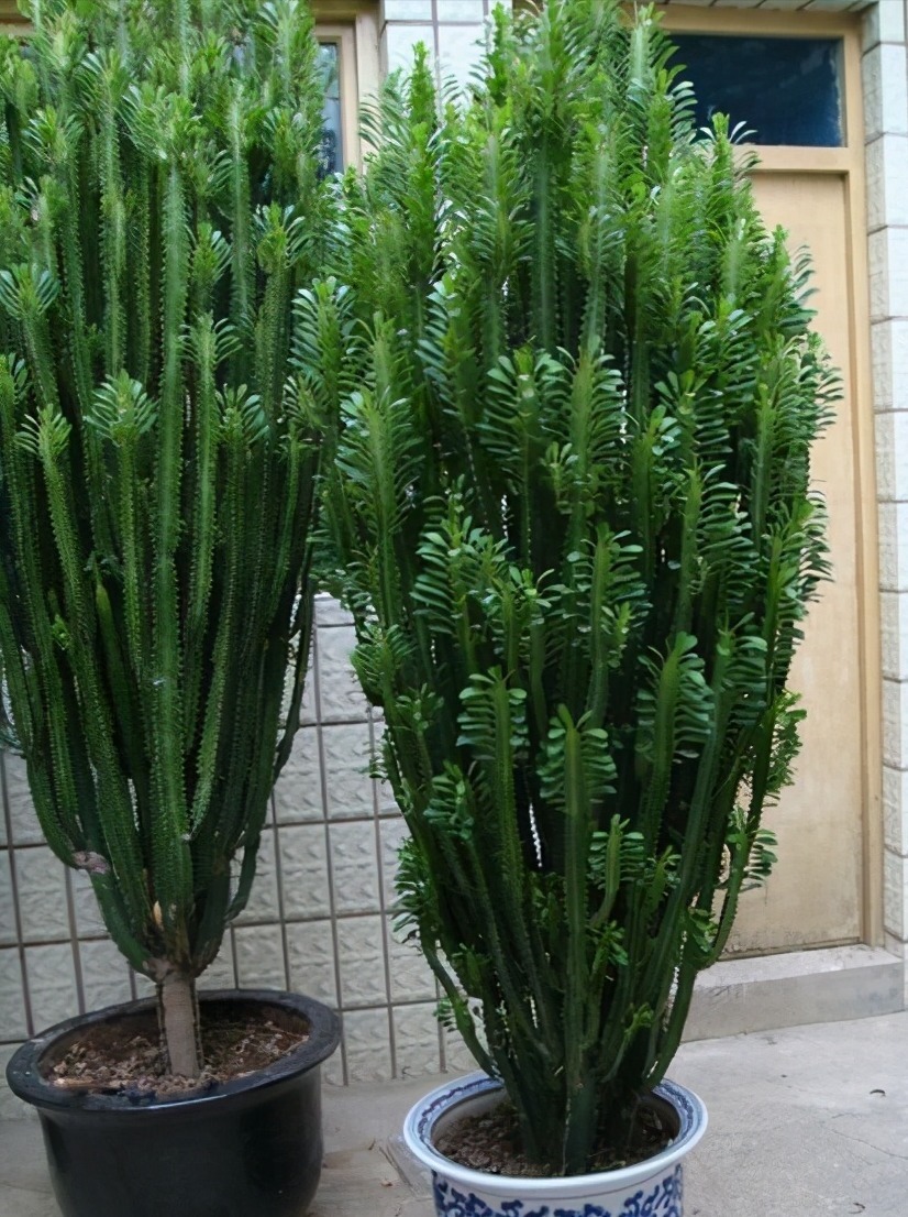 懒人养龙骨,好养又泼辣,做好4点窜到3米,镇宅又霸气