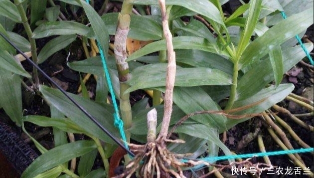 石斛怎么养? 石斛烂根怎么办?