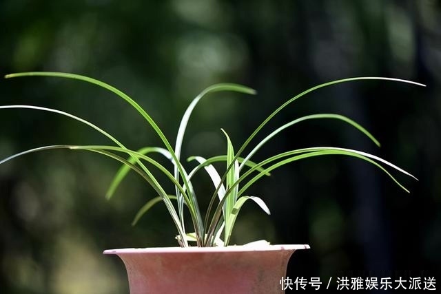 兰花怎么修剪整容三步骤三注意,兰友掌握就不难