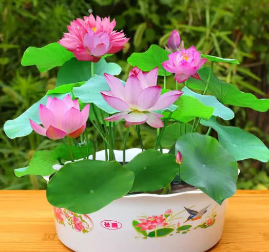 城里人都爱养“它”，遇水就活，比玫瑰还好看，开花爆盆满屋香！