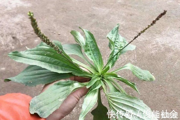 用车前草|农民无人问津的车前草,却有3个突出功效,现在知道还不算迟!