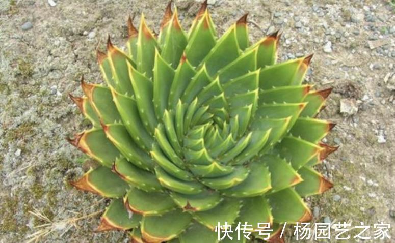 逆袭|螺旋芦荟的逆袭:幼苗人人买得起,养5年身价抵白领半年工资
