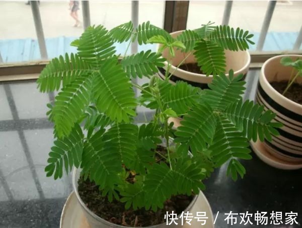 这几种花千万别轻易放家里，不然后悔都来不及，快看你家有没有！