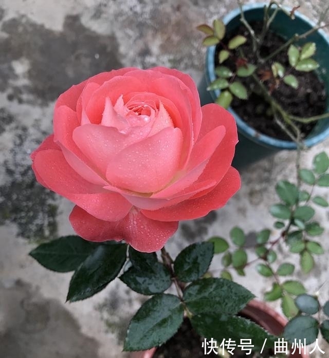 诺娃阳台,盆栽绿植新宠,叶色油亮有光,花朵美又香,四季开不断