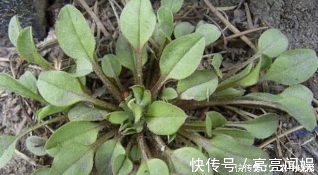 食用价值|农村一种常见植物俗称“附地菜”，既能食用也能药用，价值珍贵