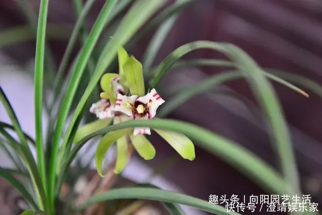 瓜子|给兰花换盆换土,加入这3种“宝贝”,疏松又透气,不烂根长的壮