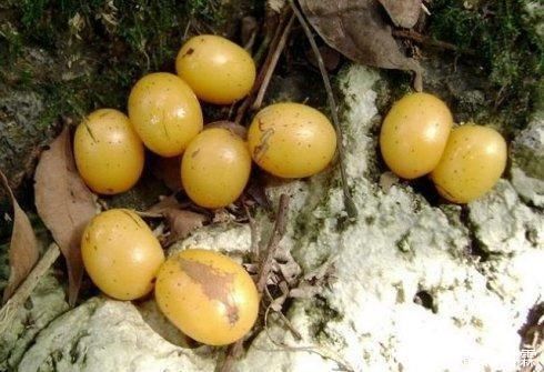 采摘|过去很常见的野果子,名字听起来很恶心,但吃起来特美味