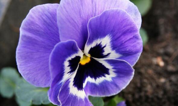 想养花试试“它”花语无条件的爱，开花一朵三色，养上超值