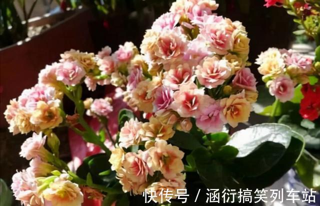 玉树|天气冷,六种花要“干养”,少水多晒才健壮,养成老桩更旺家