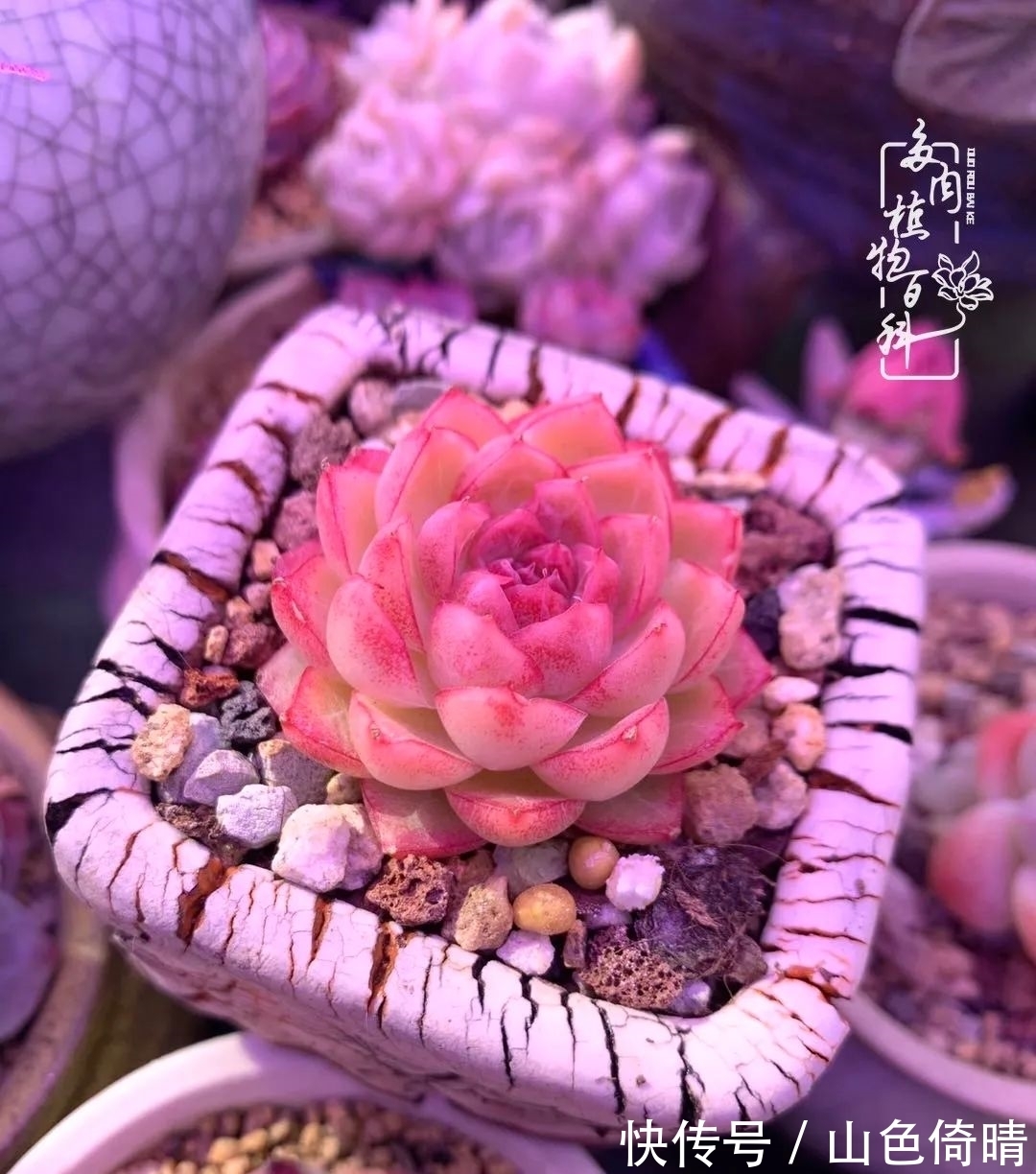 我与多肉植物百科的398天离别又重逢！