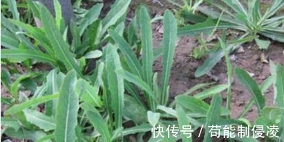 补钙|古代皇帝吃过，非常珍贵，还能补钙的农村野菜，有高营养还能药用！