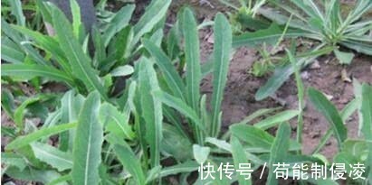 补钙|古代皇帝吃过,非常珍贵,还能补钙的农村野菜,有高营养还能药用!