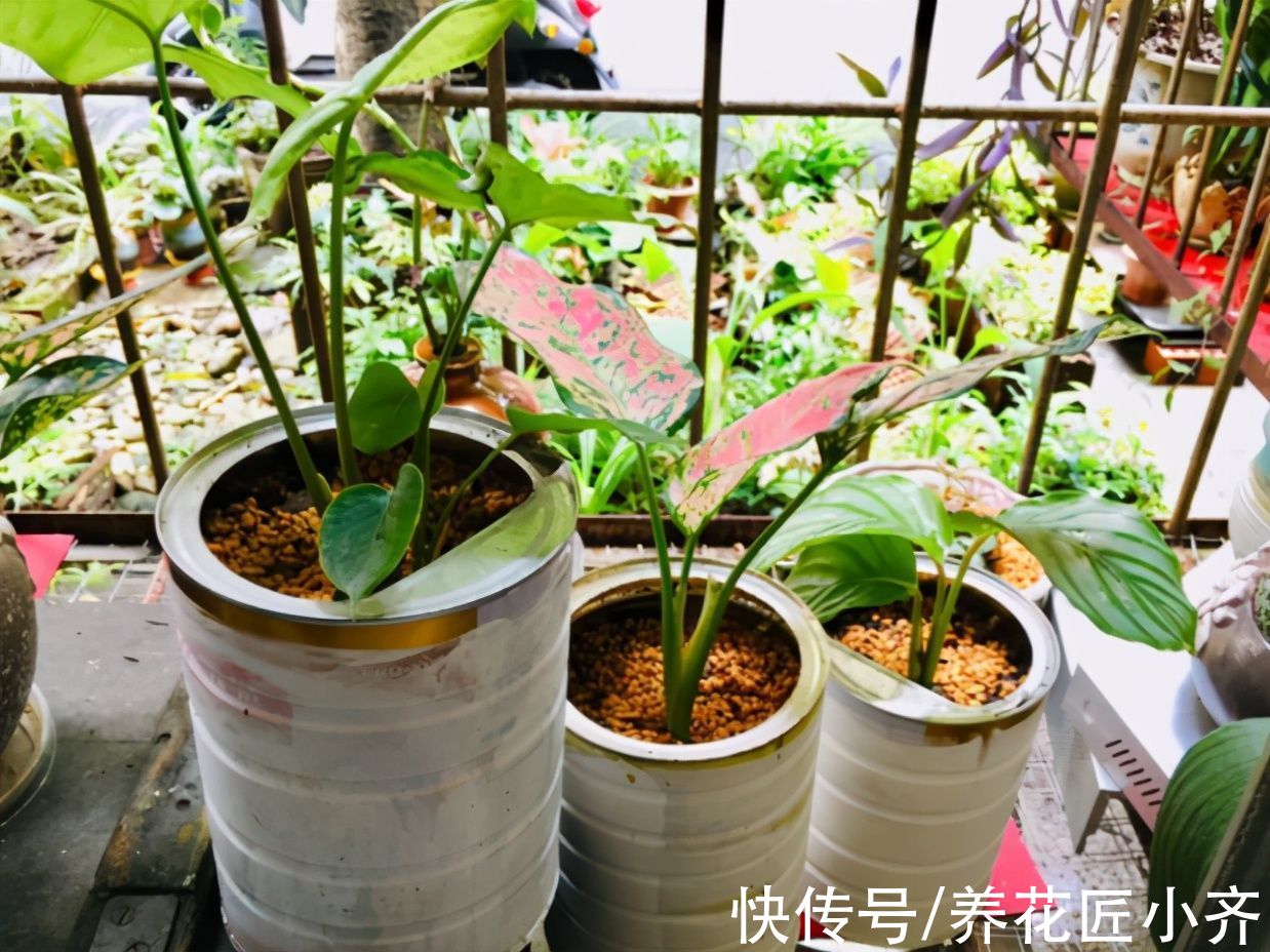 秋天|秋天养花别信“偏方”,正儿八经养花,才能长得旺盛,彻底开爆盆