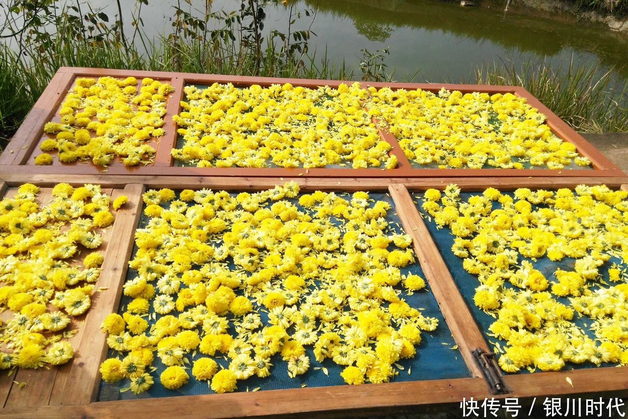 竹林里这种野草，价值很珍贵，叶子是上佳野菜，花泡茶可治失眠