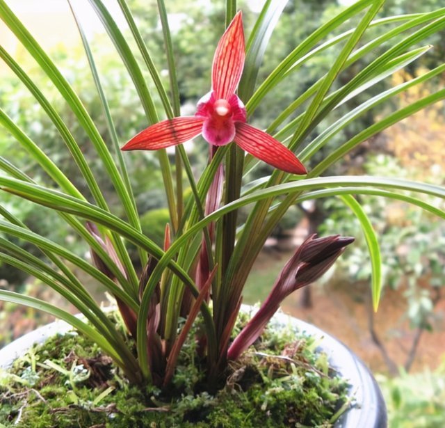 花香|这种兰花香气扑鼻,一杆双花,姿态优美,新手照样能养好