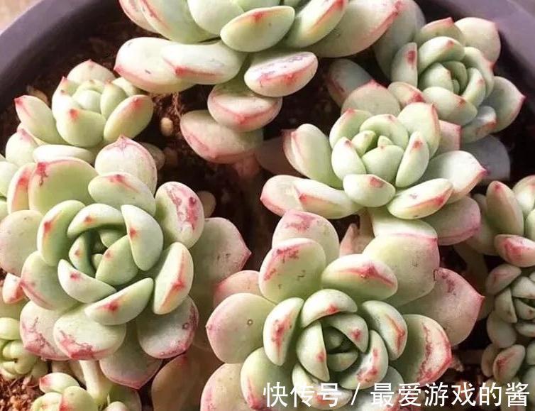 多肉香草比斯怎么养,掌握5点,天冷出状态贼漂亮