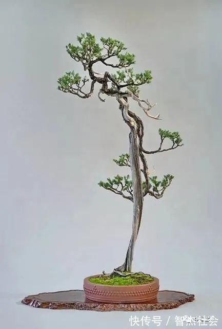 盆景@赵庆泉:请别叫我“大师”,我就是个“做盆景的”