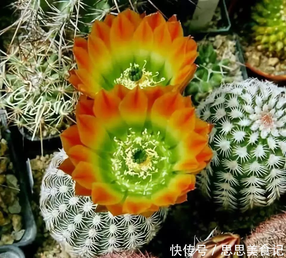 第一次见这么美的仙人掌花！大开眼界！