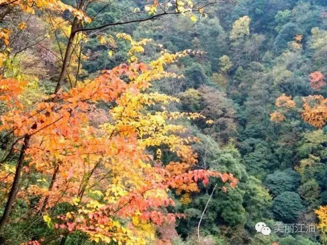 风动|【创建天府旅游名县】色在深秋，风动叶飘零，李白故里美色迷人，要你好看！