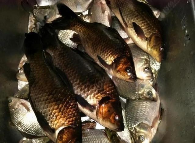 钓获罕见鲫鱼被劝放生:劝放生的大爷,您知道它是什么鱼吗?