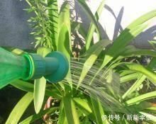 浇水|花快死了别着急仍，学会这几种方法，能让植物起死回生，各个爆盆