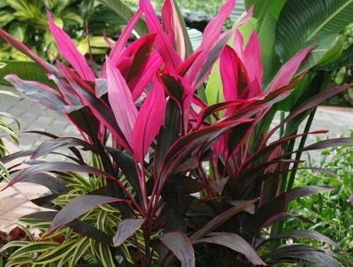 4种喜阴花,家里光照不好也能养,叶子比花还漂亮,是盆栽佳品