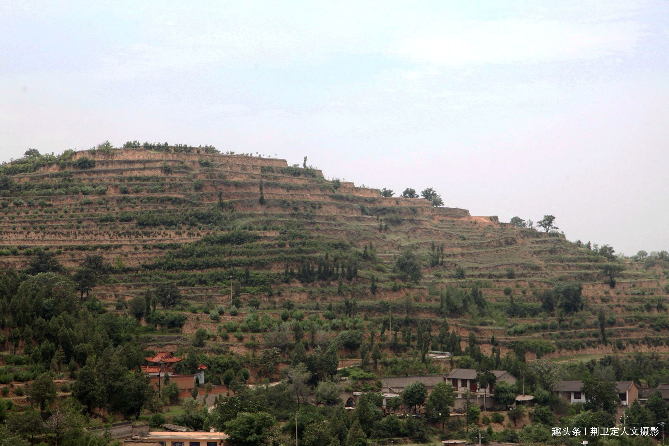 大人参|鸟粪落入8旬老人家中，长出大人参有人说价值10万，看是啥样