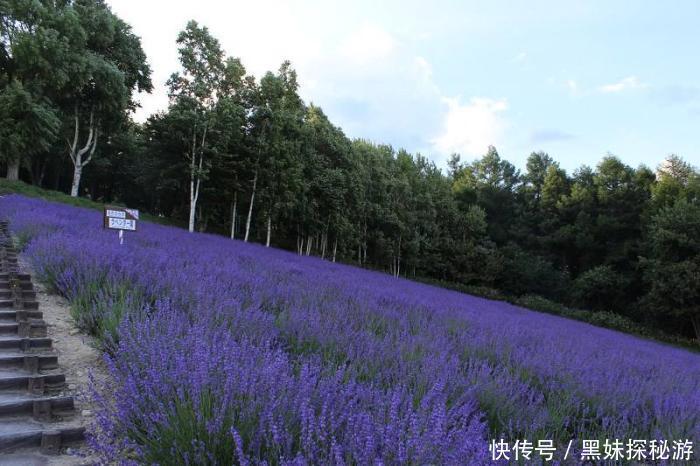 富田|花海观光胜地，薰衣草天堂，日本的中富良野