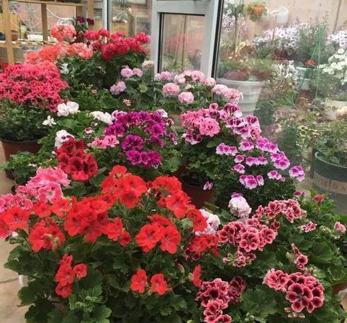 烂根|家里养3种花,夏天少浇水,虐一虐更精神,一浇水就烂根