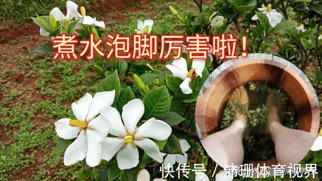 泡脚|农村枙子花你知道有啥妙用吗,煮水泡脚厉害啦,看完告诉朋友
