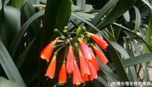 养分|君子兰生长静止了,来几杯“唤醒水”,叶子窜得快花箭冒出来!