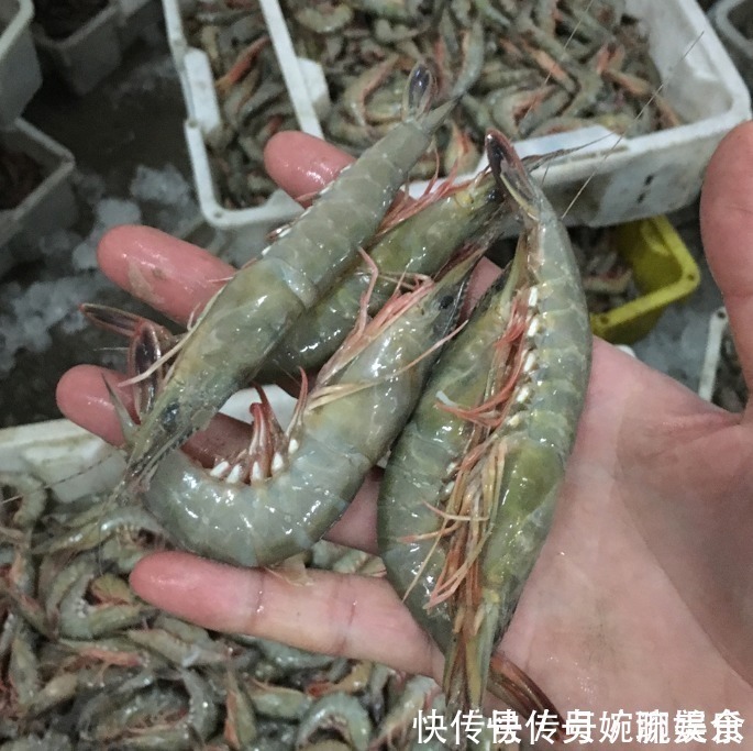 保存大虾,直接冷冻是大错!渔民教你1招,1年不坏,和鲜虾一样鲜
