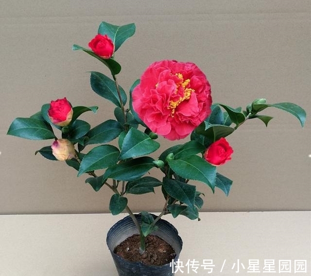 它是“茶花之王”,比牡丹还美三分,香味扑鼻,零下15度也冻不死