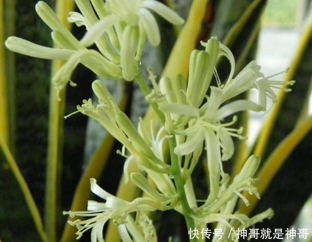 盆栽|公公用这种方法盆栽虎皮兰,年年都开花,而且也不用担心会烂根